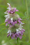 Lemon beebalm